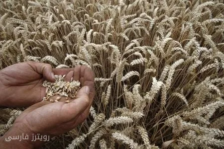 کاهش قیمت گندم در شیکاگو؛ دیپلماسی اوکراین در مرکز توجه
