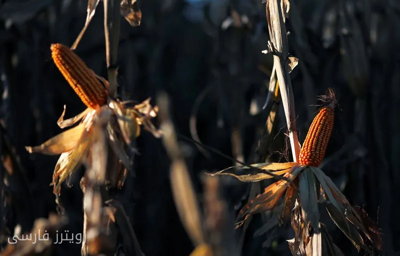 Argentina's Corn Exports: Breaking Records Amid Global Crises
